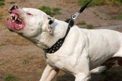 Нечувана наглост от собственичката на питбула, нахапал дете