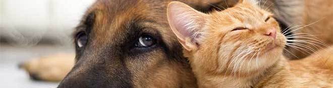 Най-добрият приятел