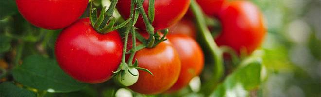 Семенце съм аз