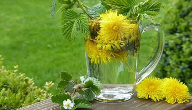 Лечебни свойства на глухарчето, наречено жълт женшен