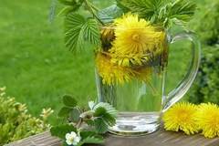 Лечебни свойства на глухарчето, наречено жълт женшен