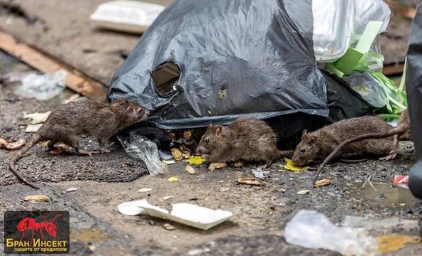 Как да изгоним плъховете от дома или двора си?