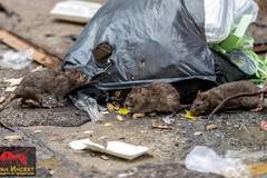 Как да изгоним плъховете от дома или двора си?