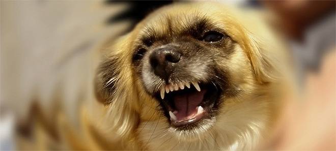 Да разлая кучетата …