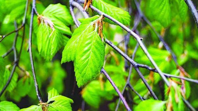 Настойка от габър чисти кръвоносните съдове