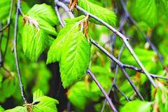 Настойка от габър чисти кръвоносните съдове