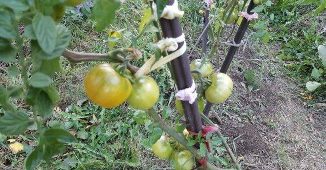 Защо е нужно да оголвате доматите? Безценни съвети от опитни градинари!