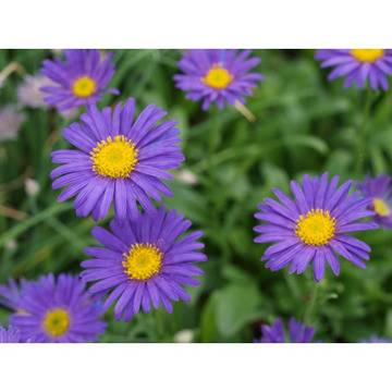 КАТ.№ 200067 Aster alpinus Light Blue, co 1l