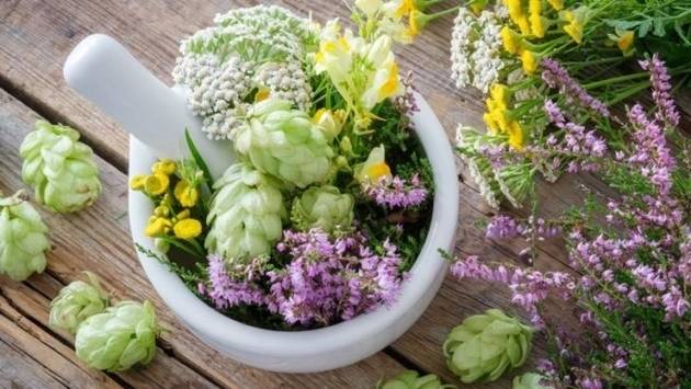 Ползи и вреди от билките