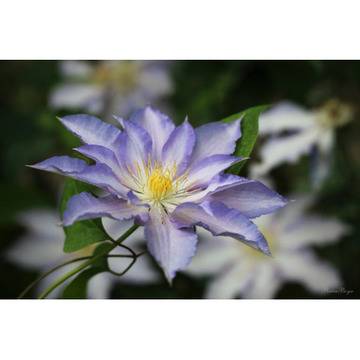 Клематис (Clematis Thyrislund)