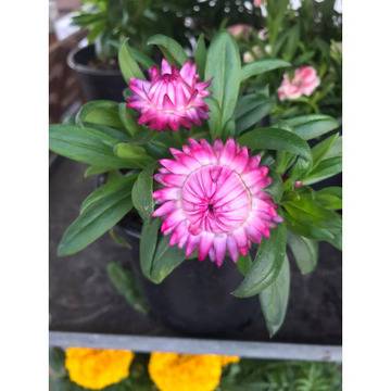 Bracteantha Хелихризум