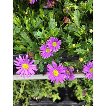 Brachyscome Брахикоме