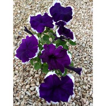 Петуния бордюрна тъмнолилава