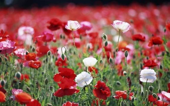 Дневен хороскоп за 02 май 2021г. – Хороскопи за всяка зодия – народна медицина, здраве, астрология, съдби, секс и зодии