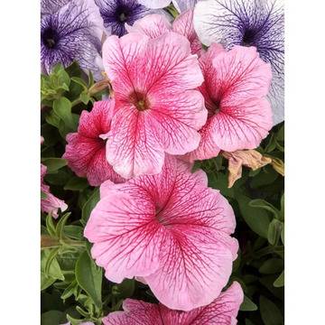 Петуния бордюрна розова