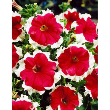 петуния бордюрна червена