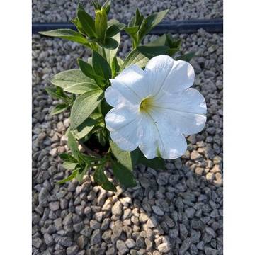 Каскадни цветя за градината петиния калибрахое