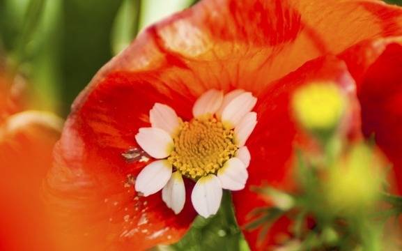 Дневен хороскоп за 07 май 2021г. – Хороскопи за всяка зодия – народна медицина, здраве, астрология, съдби, секс и зодии