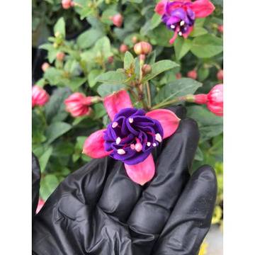 Обички Фуксия Fuchsia New Millennium