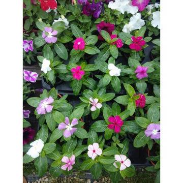 Catharanthus Винка-едногодишна