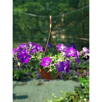 Каскадна петуния кошница