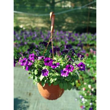 Каскадна петуния кошница