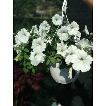 Каскадна петуния кошница