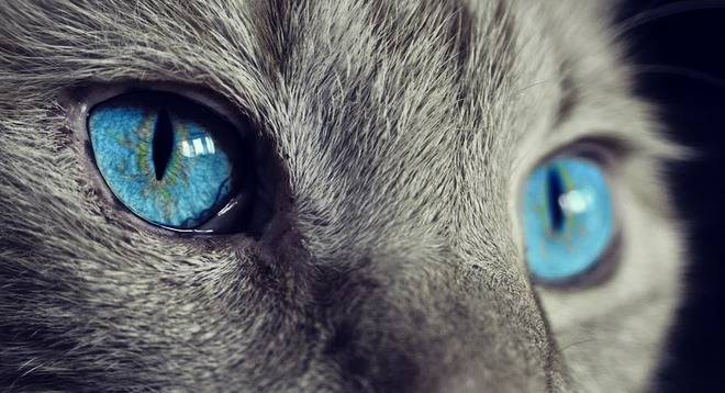 Интересни факти за котките