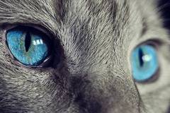 Интересни факти за котките