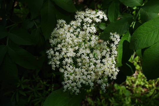 Сироп от бъз (свирчовина)