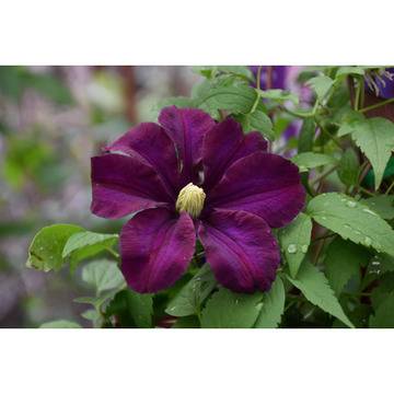 Клематис (Clematis Warsaw Nike)