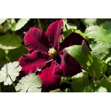 Клематис (Clematis Niobe)
