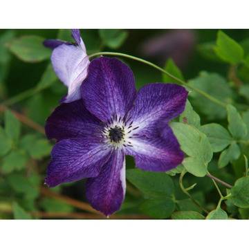 Клематис (Clematis Night Veil)