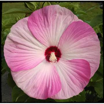 Хибискус Hibiscus luna