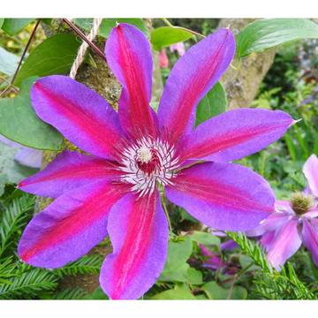 Клематис Акаши разноцветни клематиси