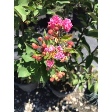 Индийски люляк Lagerstroemia