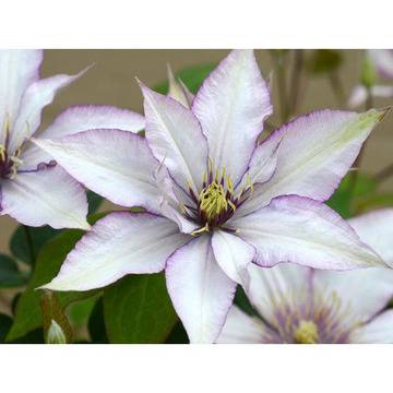 Клематис (Clematis Utopia)