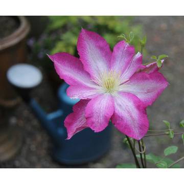 Клематис (Clematis Asao)