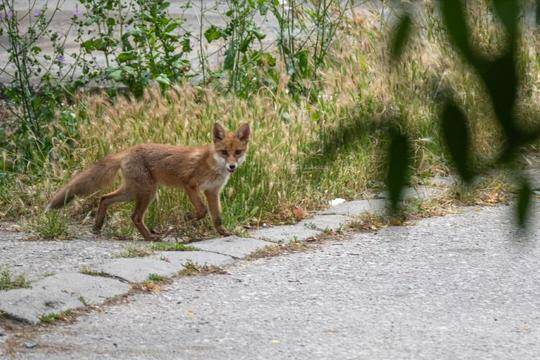 Лисица бе заснета из улиците на Пловдив