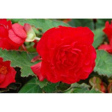 Begonia tuberosa бегония тубероза