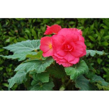 Бегония тубероза Begonia tub. Rose Deep GO Early