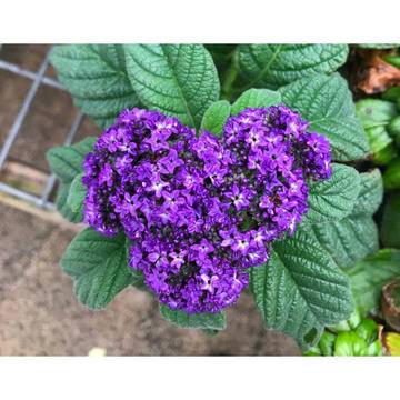 Хелиотропиум Heliotropium