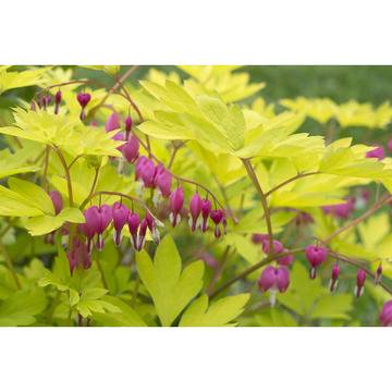 Обичка Храстовидна Dicentra spectabilis gold heart