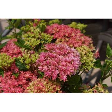 Хортензия Hydrangea princess Diana