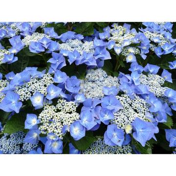 Хортензия макрофила „Blaumeise“