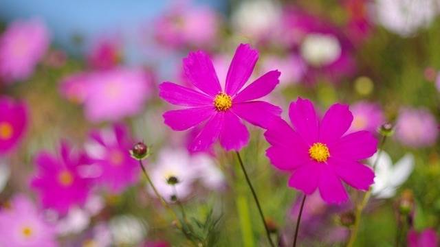 Дневен хороскоп за 20 юни 2021г. – Хороскопи за всяка зодия – народна медицина, здраве, астрология, съдби, секс и зодии