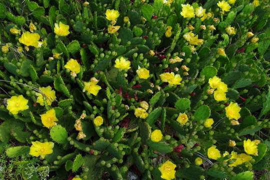 Пътеката с кактусите в село Пушево