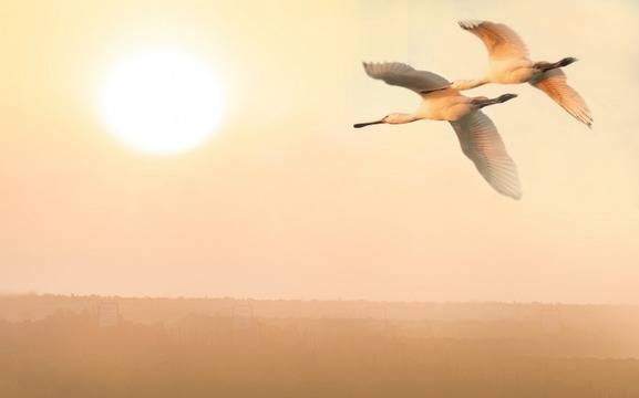 Дневен хороскоп за 24 юни 2021г. – Хороскопи за всяка зодия – народна медицина, здраве, астрология, съдби, секс и зодии