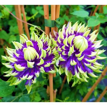 Клематис (Clematis florida ‘Taiga’)