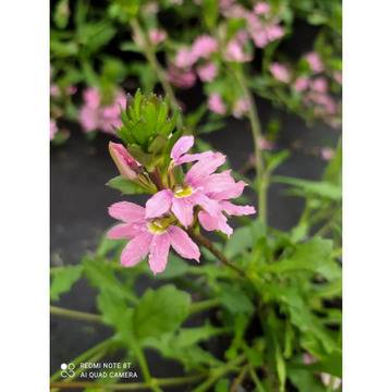 Скаевола Scaevola